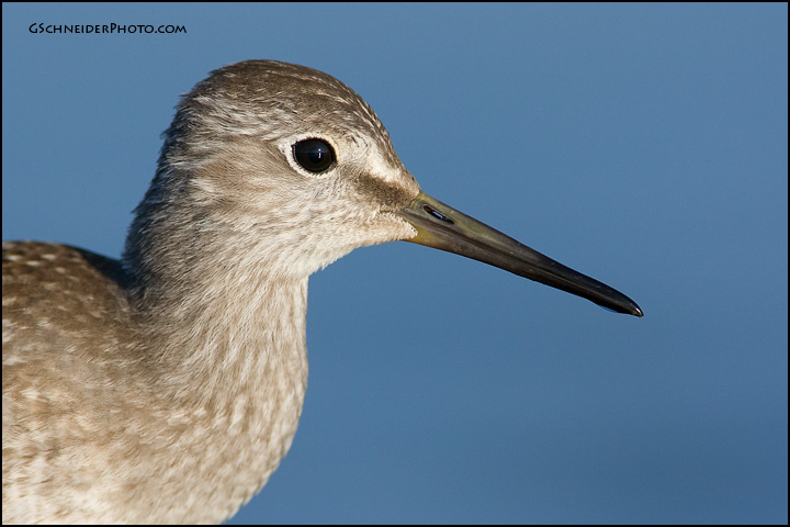 Lesser Yellowlegs portrait (5299)