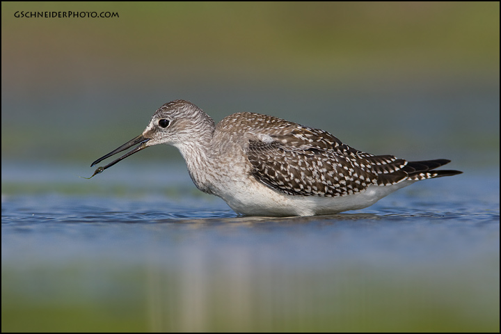 Lesser Yellowlegs with prey (6250)