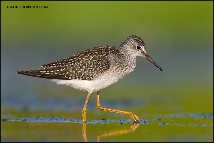 Lesser Yellowlegs probing (6943)