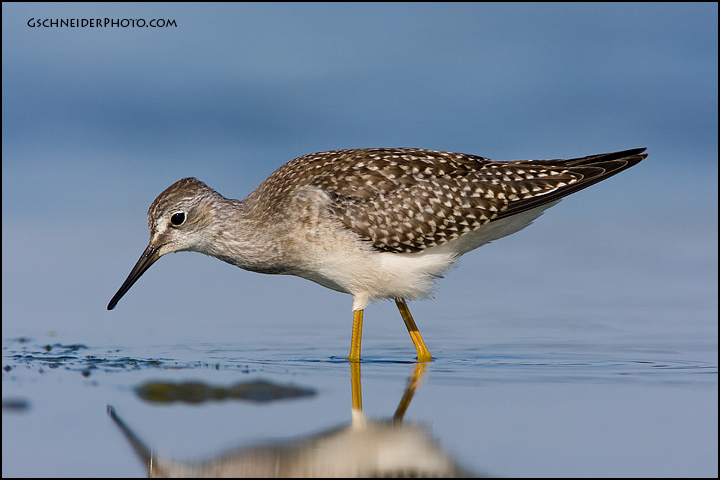 Lesser Yellowlegs looking for prey (6008)