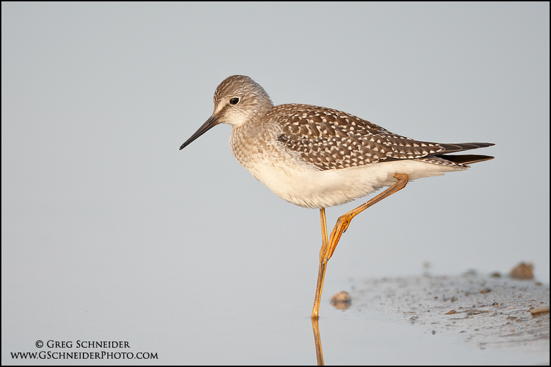 Lesser Yellowlegs stretching