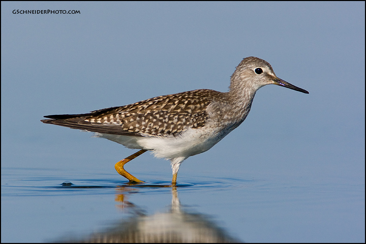 Lesser Yellowlegs wading (5973)