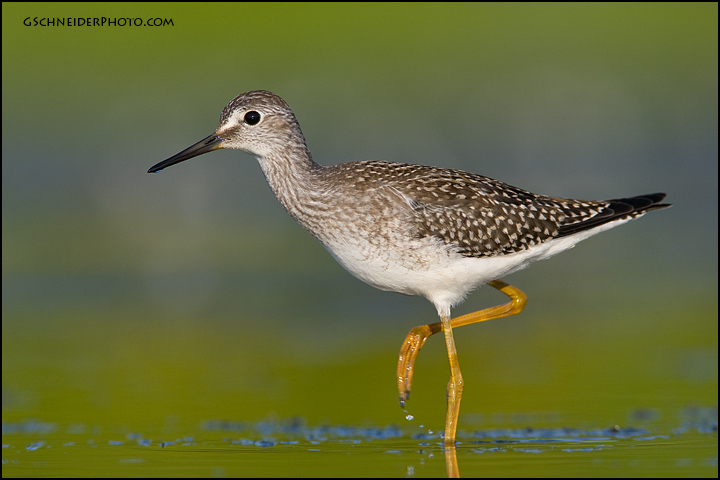 Lesser Yellowlegs walking (6803)