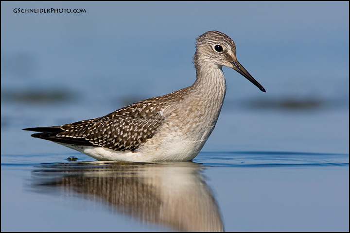 Lesser Yellowlegs in deep water