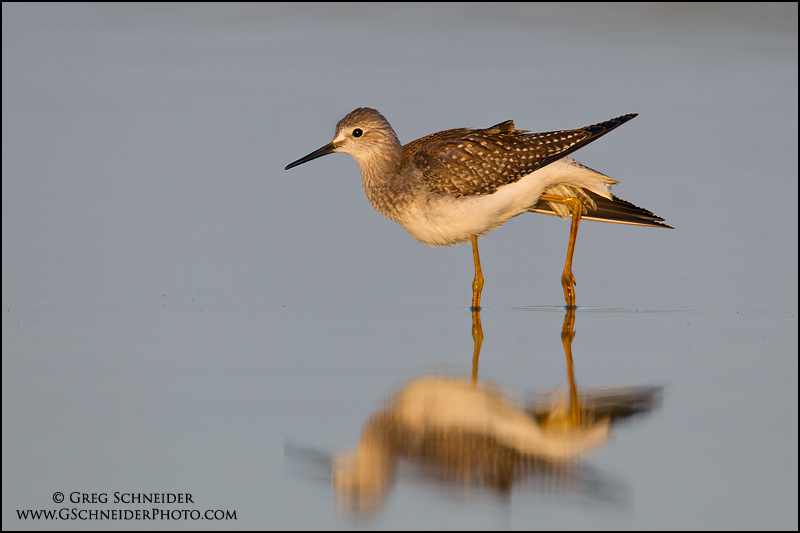 Lesser Yellowlegs stretching its wings at sunset