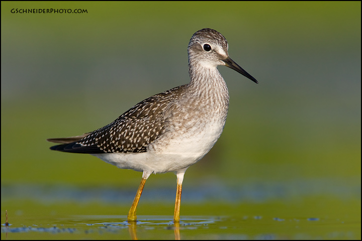 Lesser Yellowlegs