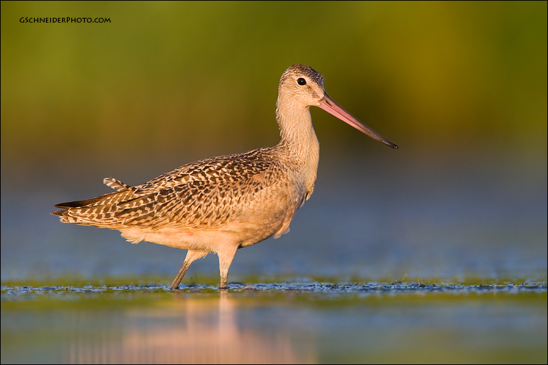 Marbled Godwit (5518)