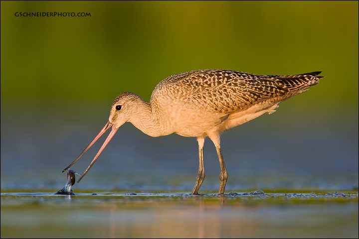 Marbled Godwit eating leeches