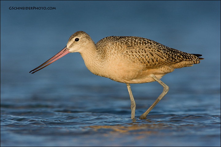 Marbled Godwit foraging in shallow water