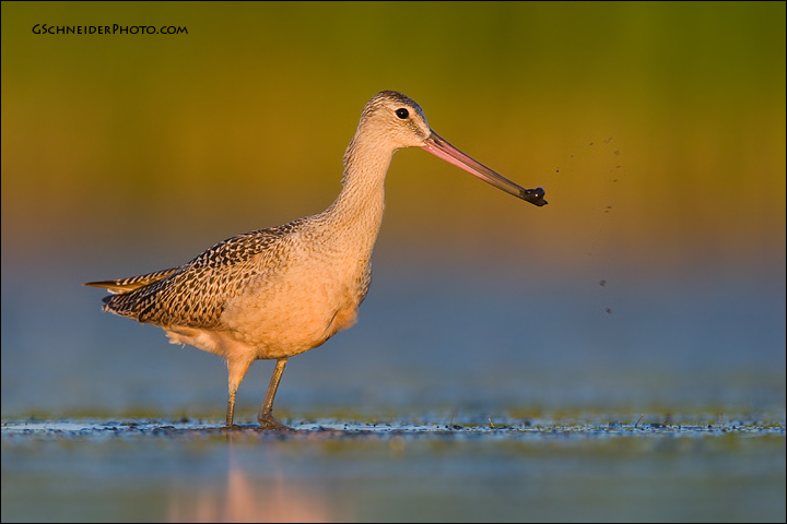 Marbled Godwit with leech