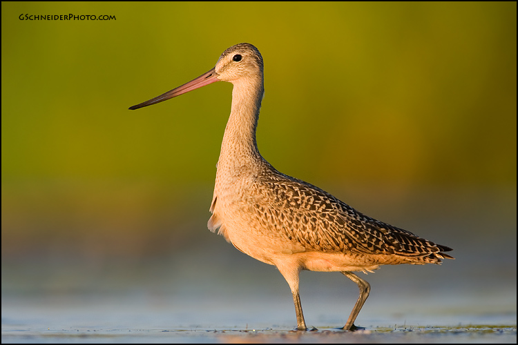 Marbled Godwit look back