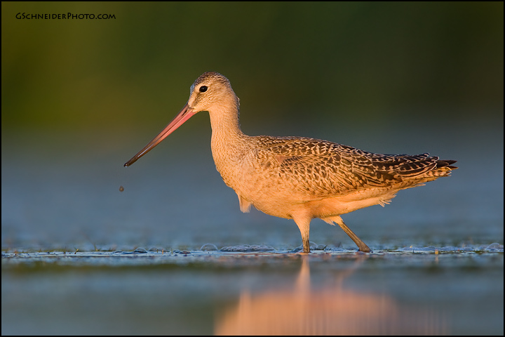 Marbled Godwit near sunset