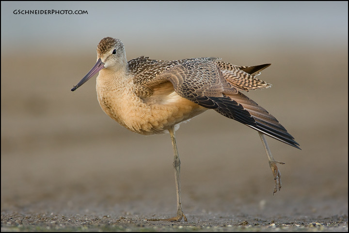 Marbled Godwit wingstretch