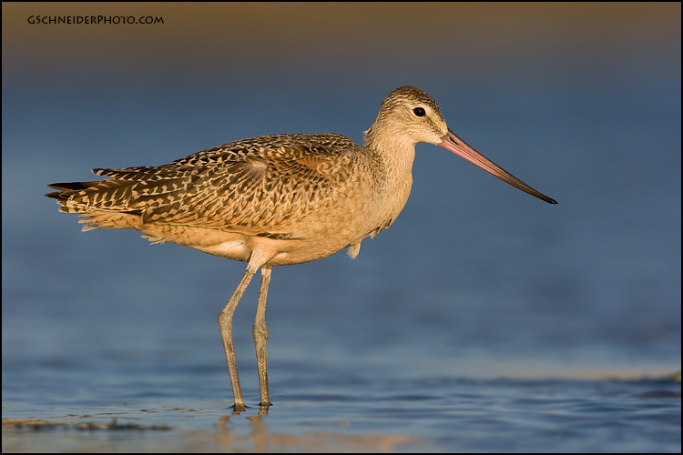 Marbled Godwit