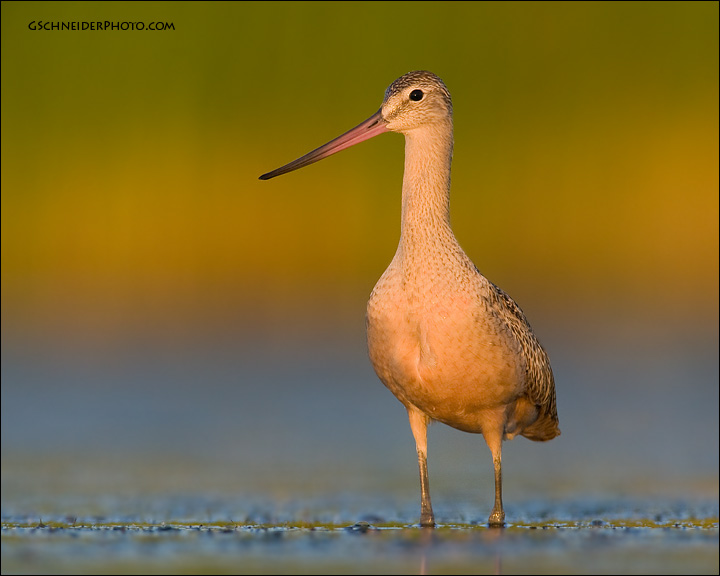 Marbled Godwit (5721)