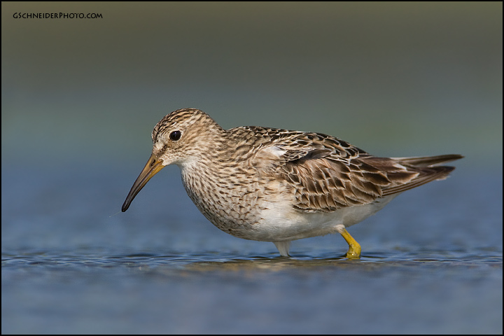 Pectoral Sandpiper feeding