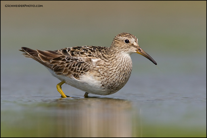 Pectoral Sandpiper stretching