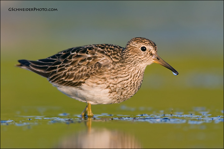 Pectoral Sandpiper on mudflat (7118)