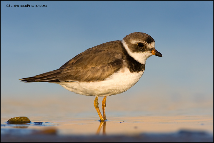 Semipalmated Plover at dusk (5863)