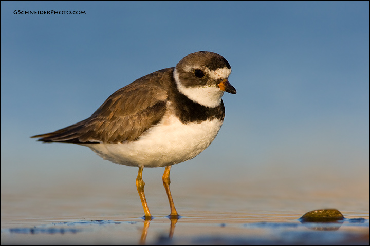 Semipalmated Plover at dusk