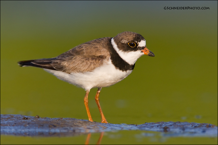 Semipalmated Plover on mudflat