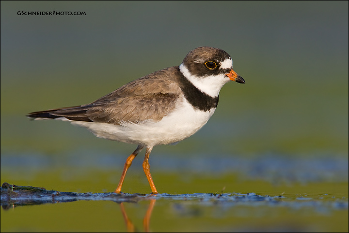 Semipalmated Plover walking