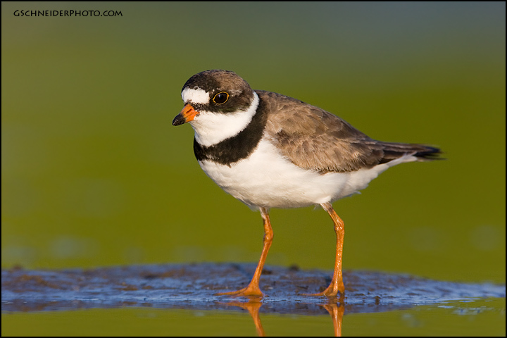 Semipalmated Plover (7077)