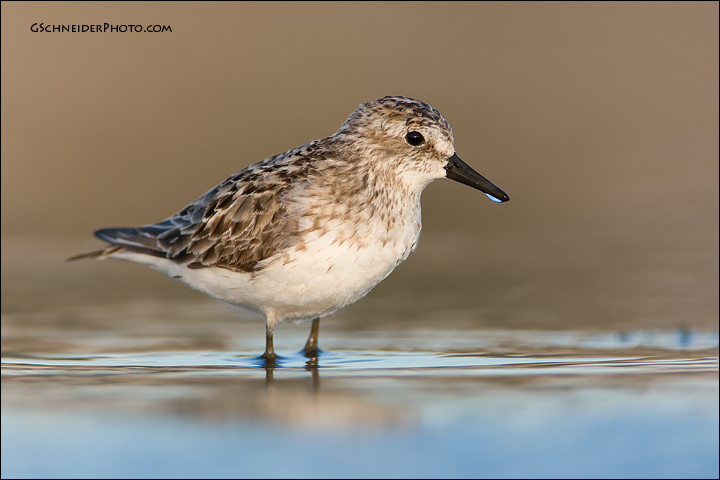 Semipalmated Sandpiper