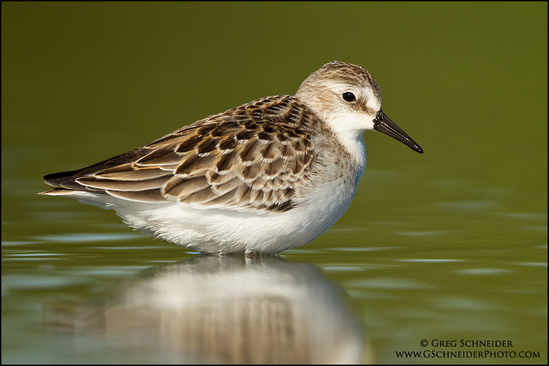 Juvenile Semi-palmated Sandpiper
