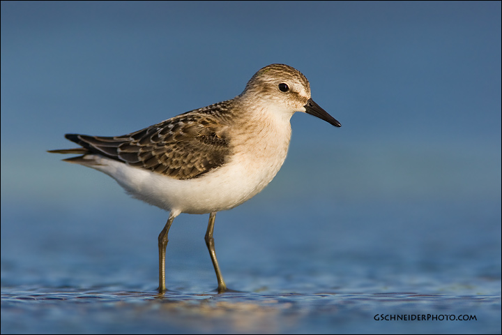 Semipalmated Sandpiper (5810)