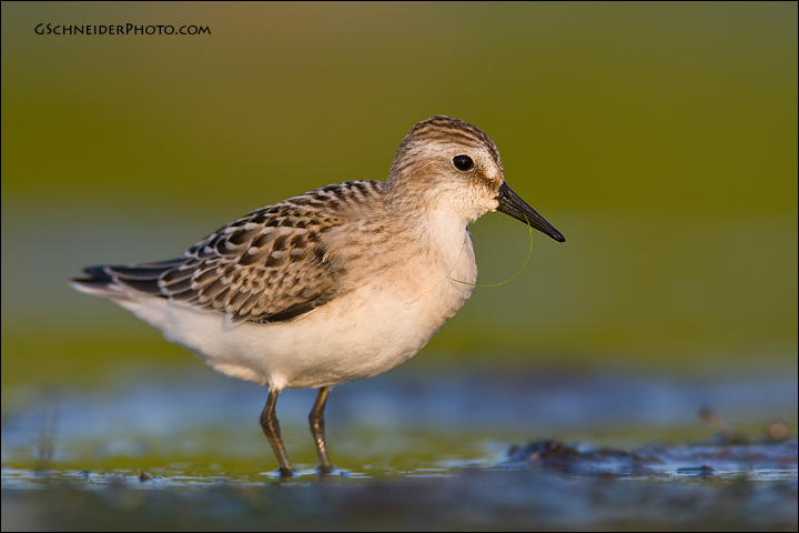 Semipalmated Sandpiper (7103)