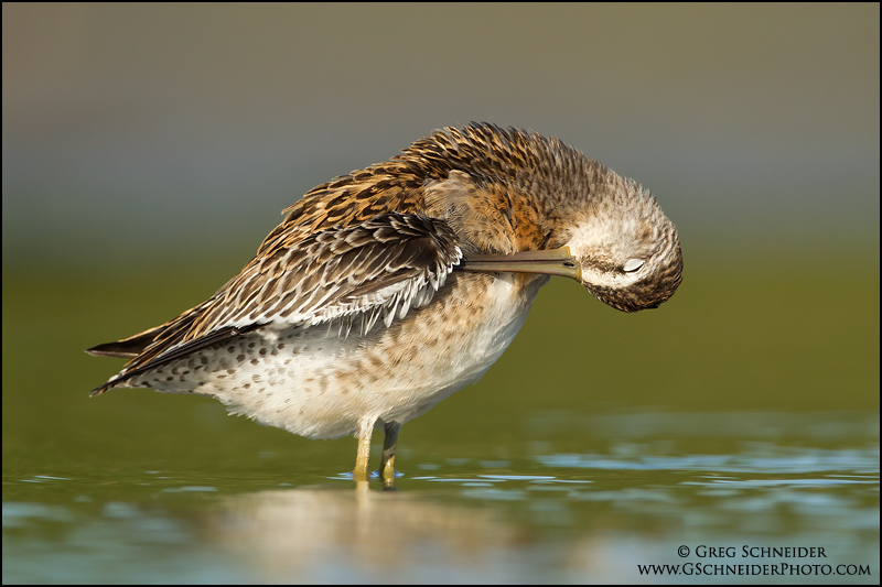 Short-billed Dowitcher preening