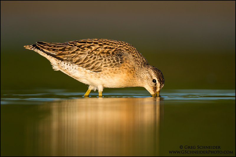 Short-billed Dowitcher feeding at sunset
