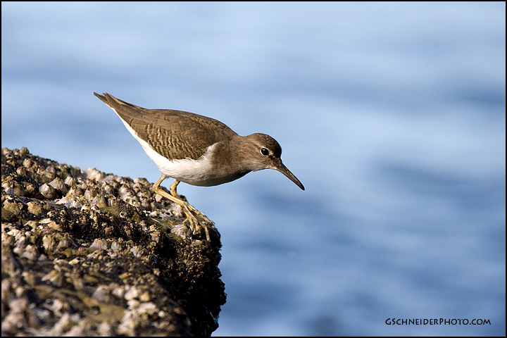 Spotted Sandpiper