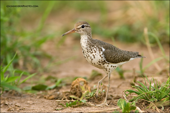 Spotted Sandpiper in field (3995)
