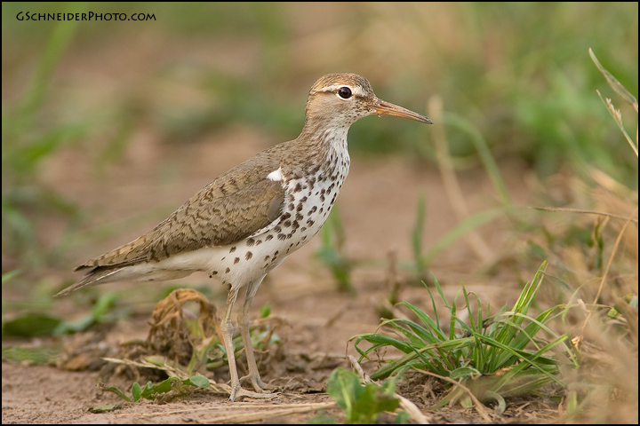 Spotted Sandpiper (4012)