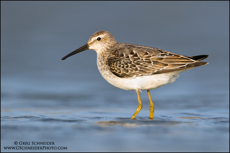 Stilt Sandpiper (non-breeding plumage)