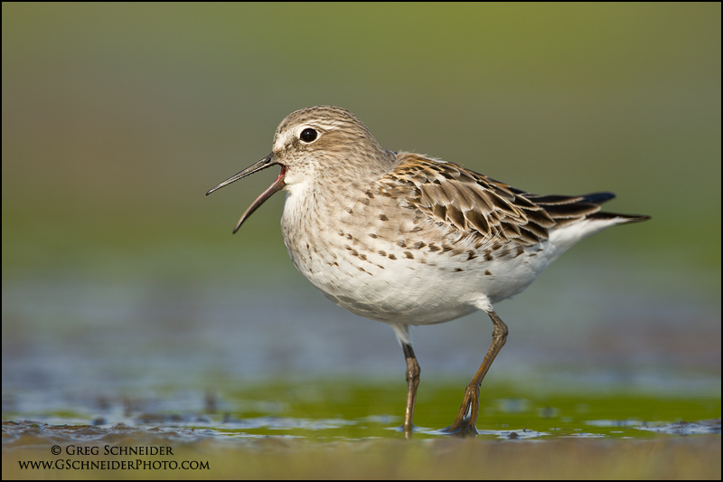 White-rumped Sandpiper calling