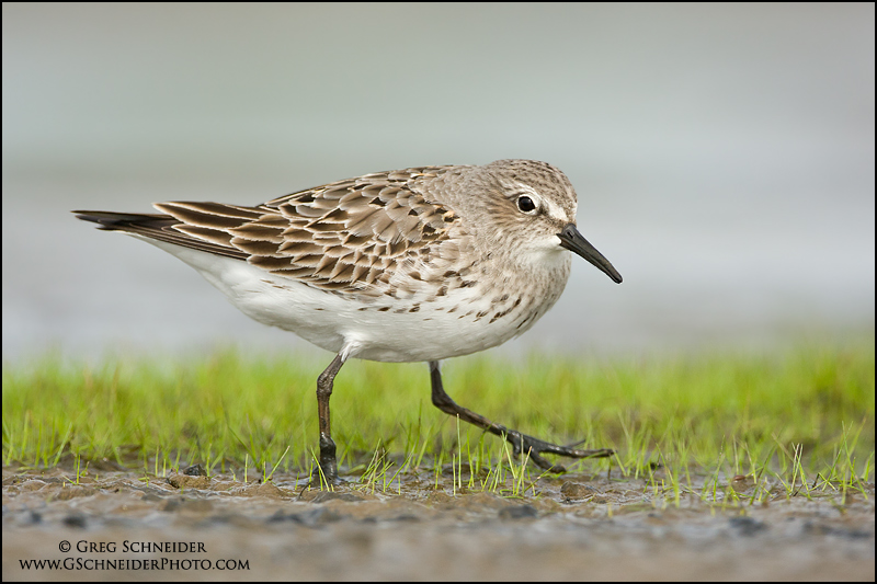 White-rumped Sandpiper walking across a mudflat