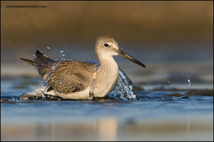 Willet (juvenile bathing)