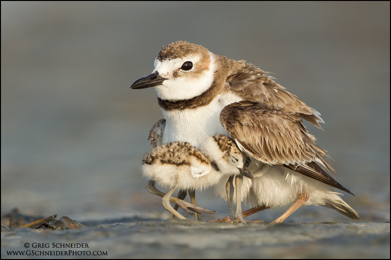 Wilson's Plover and Chicks