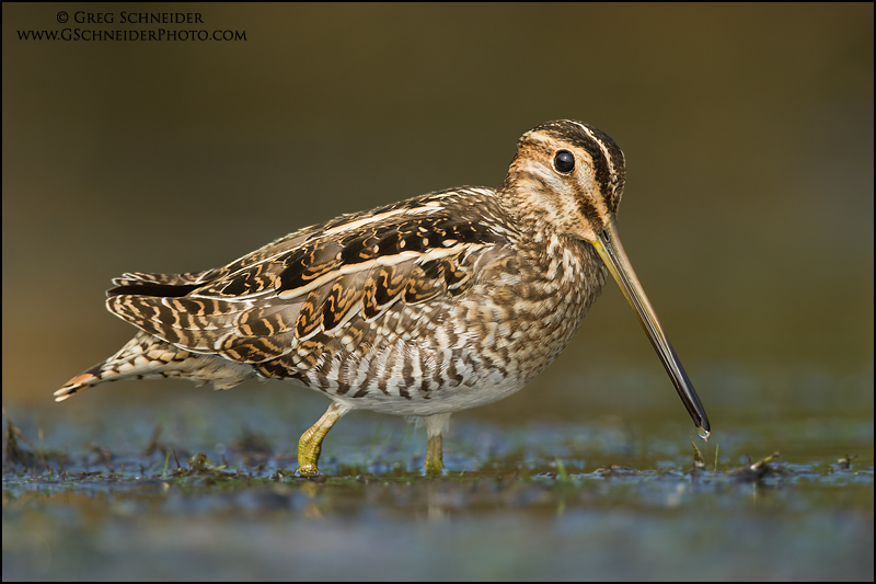 Wilson's Snipe side profile