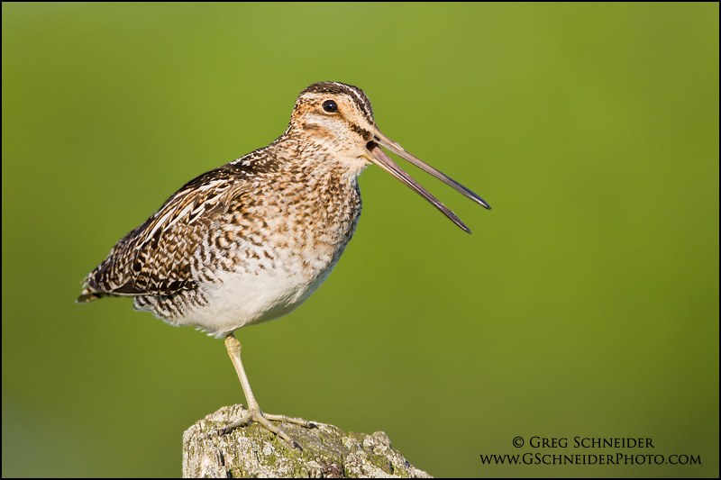 Wilson's Snipe calling