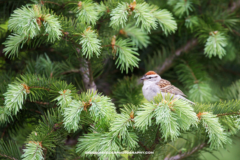 Chipping Sparrow