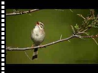 Clay-Colored Sparrow preening and singing (video)