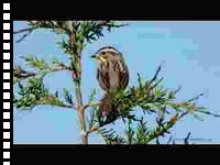 Clay-colored sparrow singing (video)