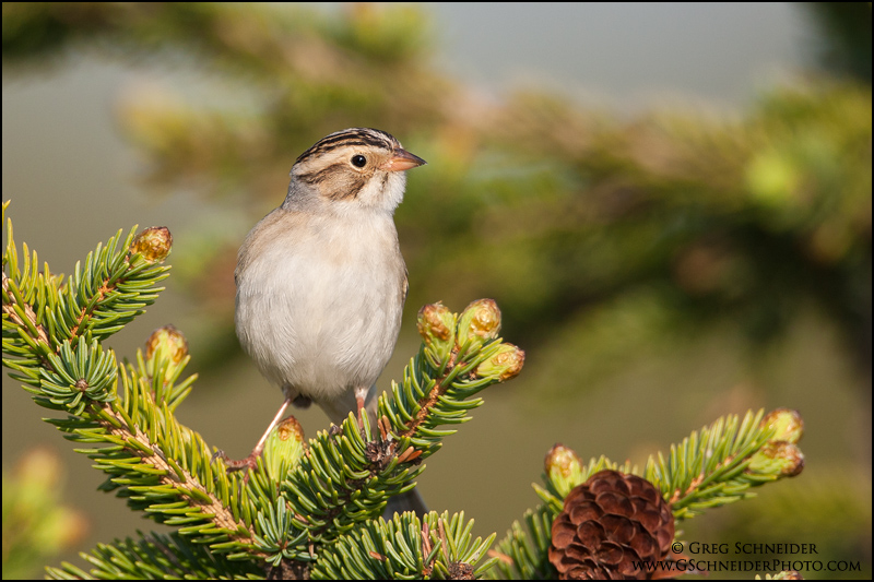 Clay-colored Sparrow inquisitive look