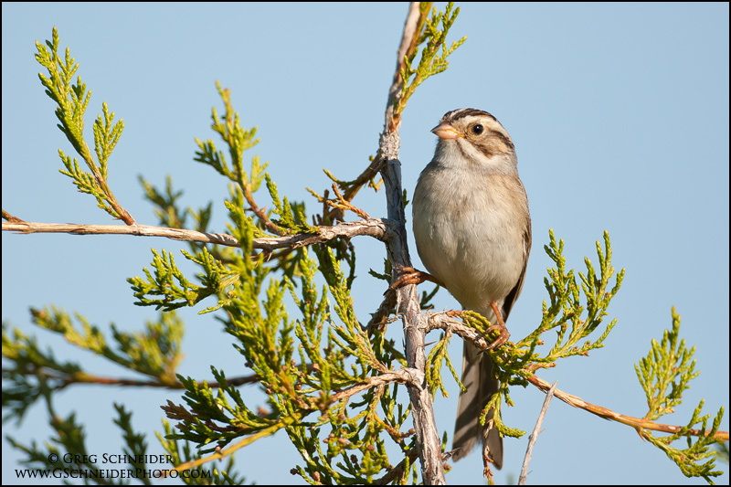 Clay-colored Sparrow perched on cedar