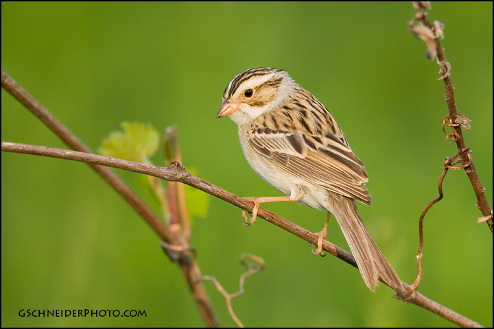 Clay-Colored Sparrow male