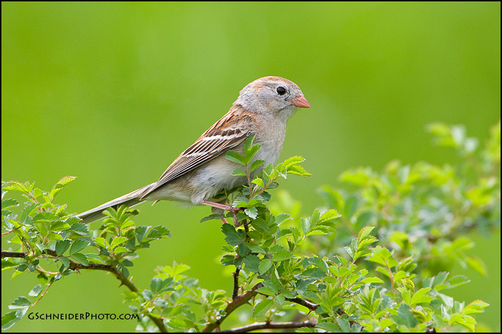 Field Sparrow in field habitat
